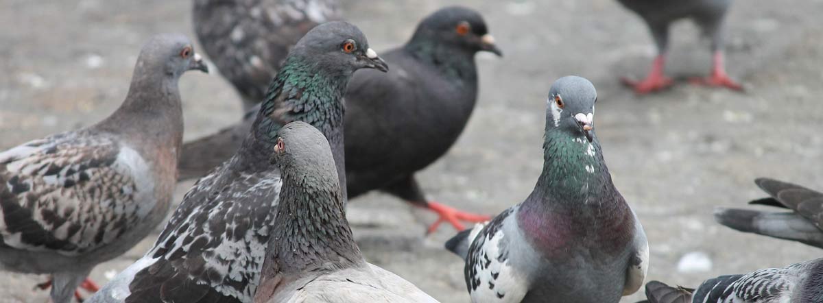 bird-pigeon-pest-control2 bird pigeon pest control2