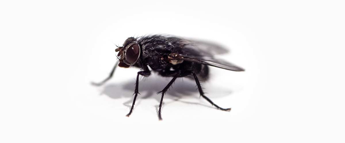 flies pest control2
