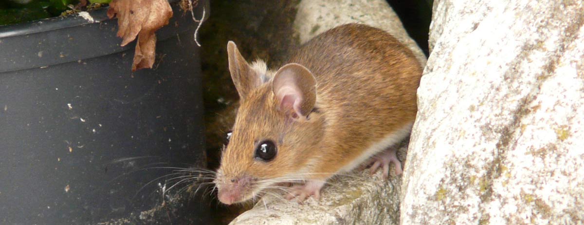 mice2 mice2