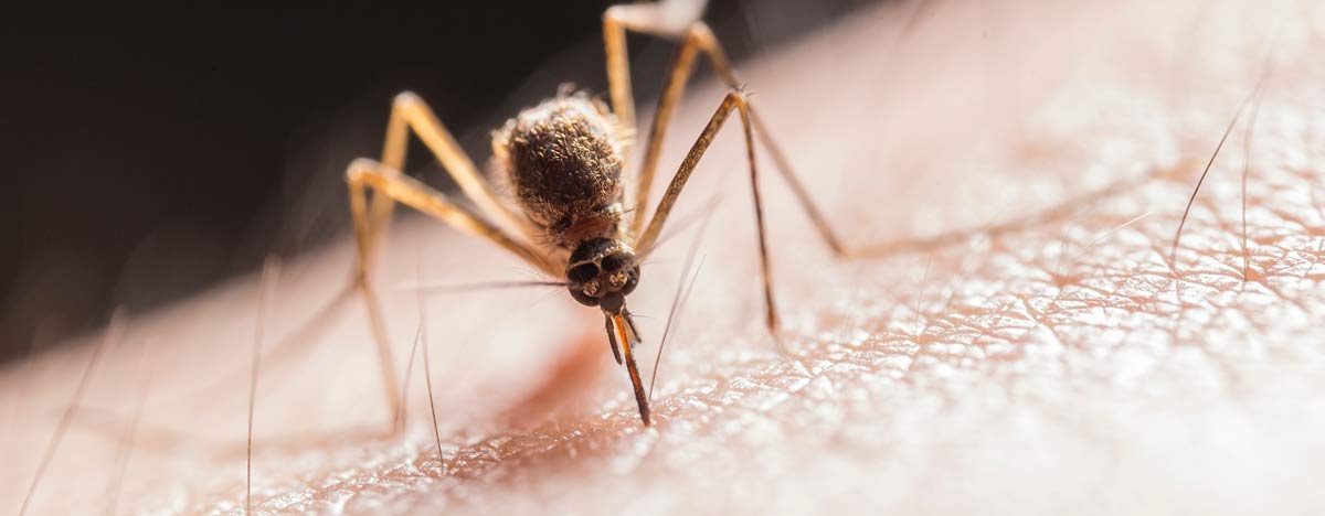mosquitoes mosquitoes