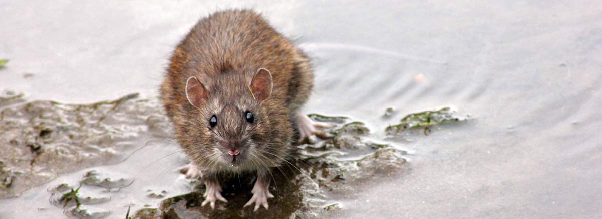 rats rats