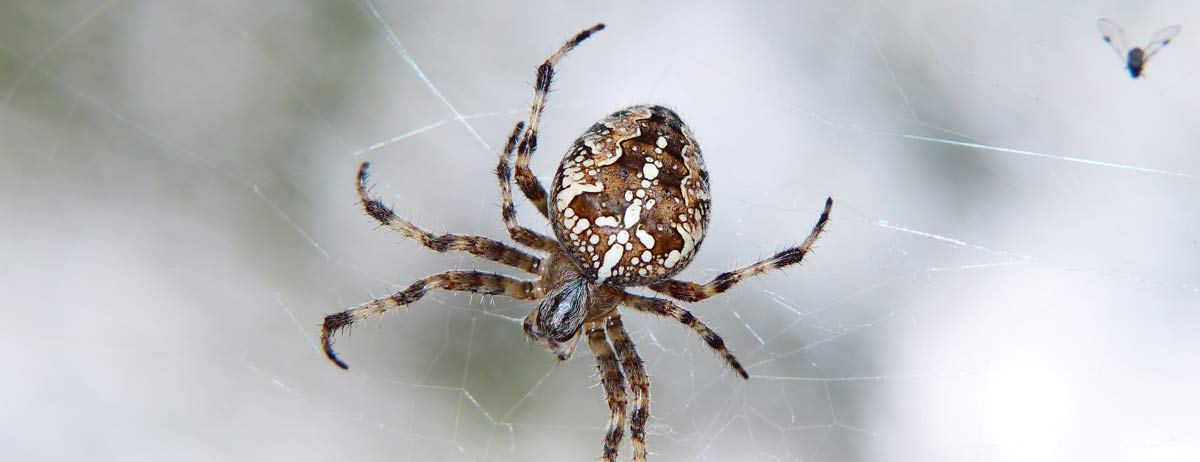 spider-control spider control