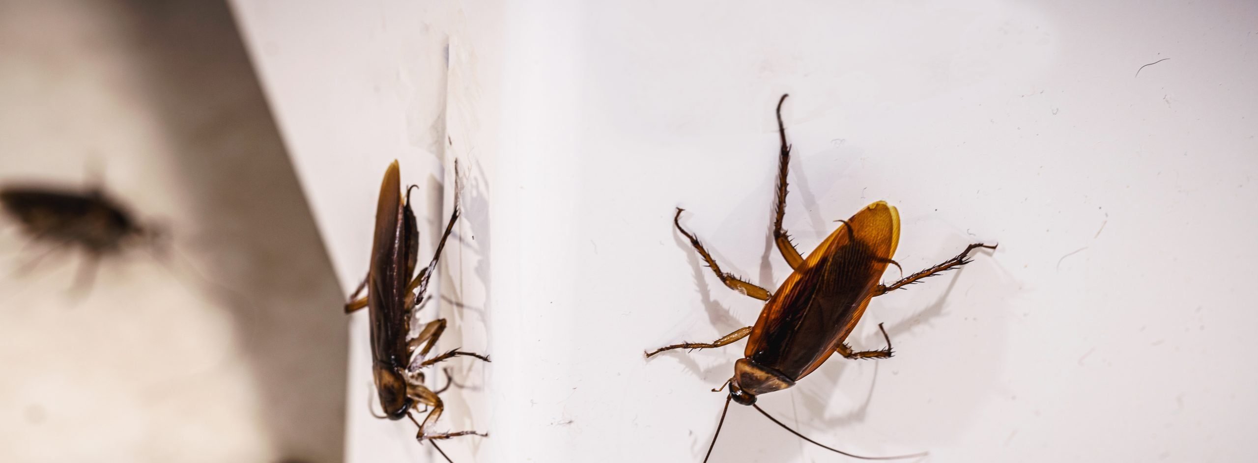 cockroach infestation cockroach infestation
