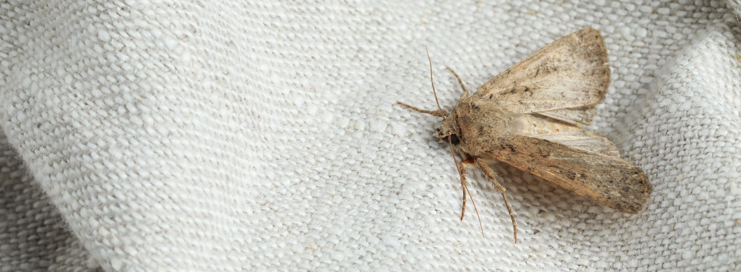 Moth Pest Control Moth Pest Control