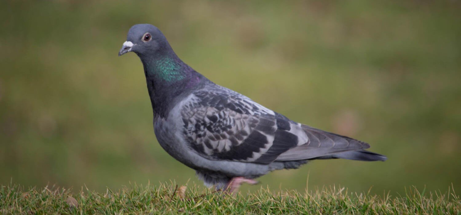 Pigeon Control in Nottingham Pigeon Control in Nottingham