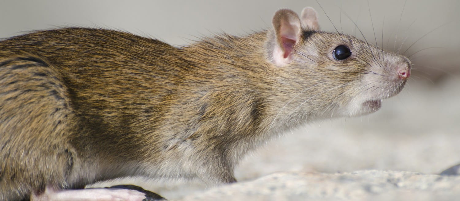 mosquitoes Closeup of a rat