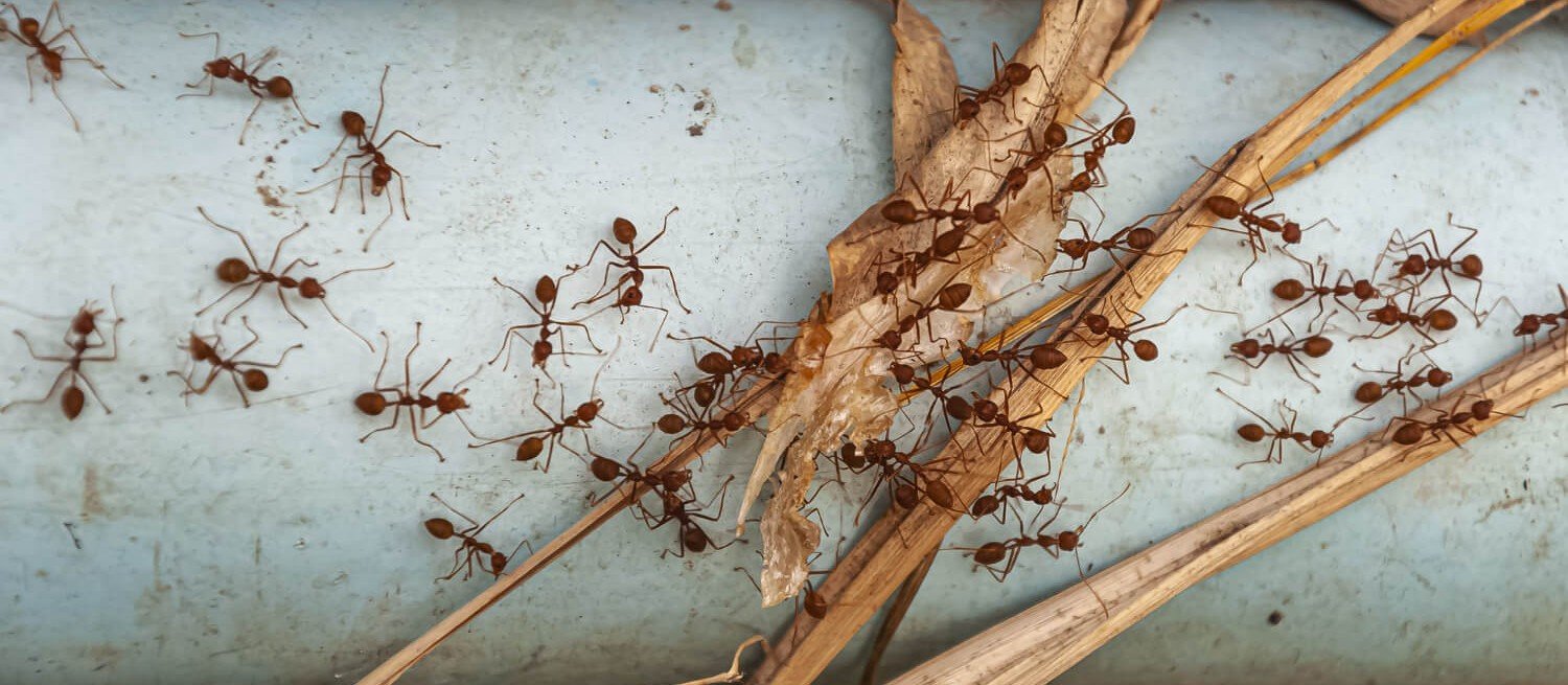 Ants pest control Ants pest control
