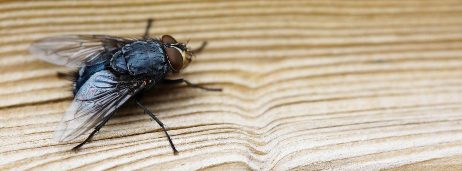 Fly Control and Treatment in Nottingham Fly Control and Treatment in Nottingham