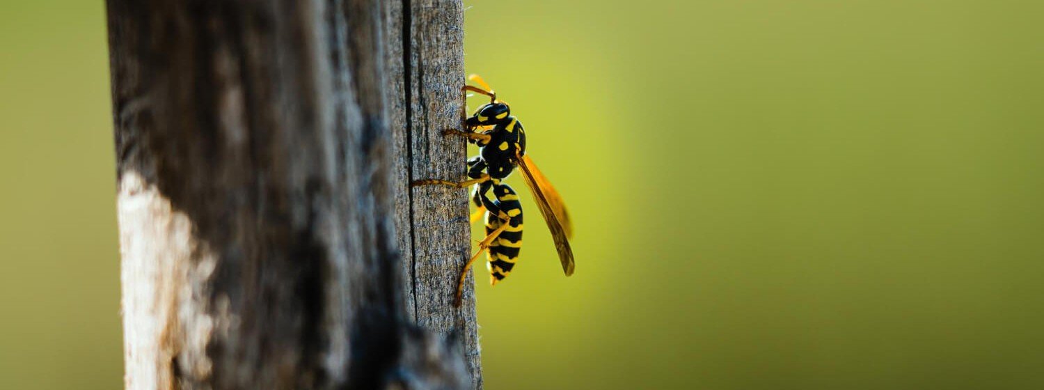 Wasp Nest Removal in Nottingham Wasp Nest Removal in Nottingham