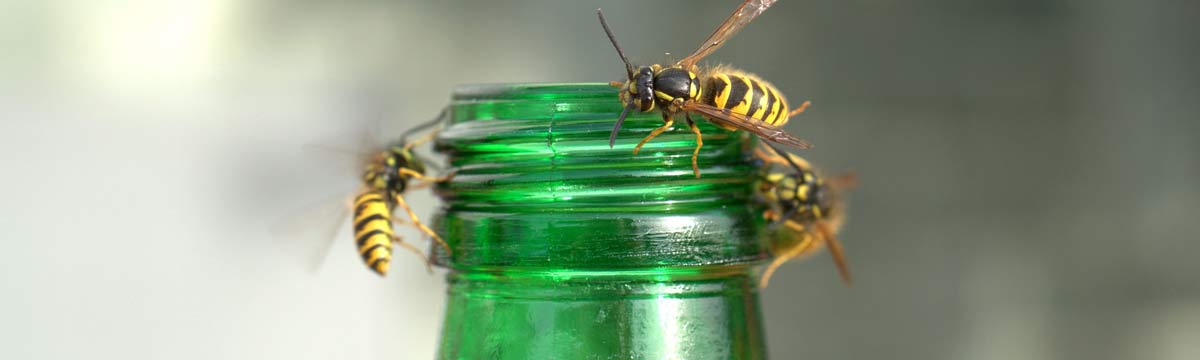 Pest control service for the removal of wasps